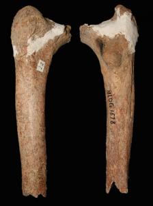 14,000-year-old thigh bone found in southwestern China. Credit: Darren Curnoe & Ji Xueping